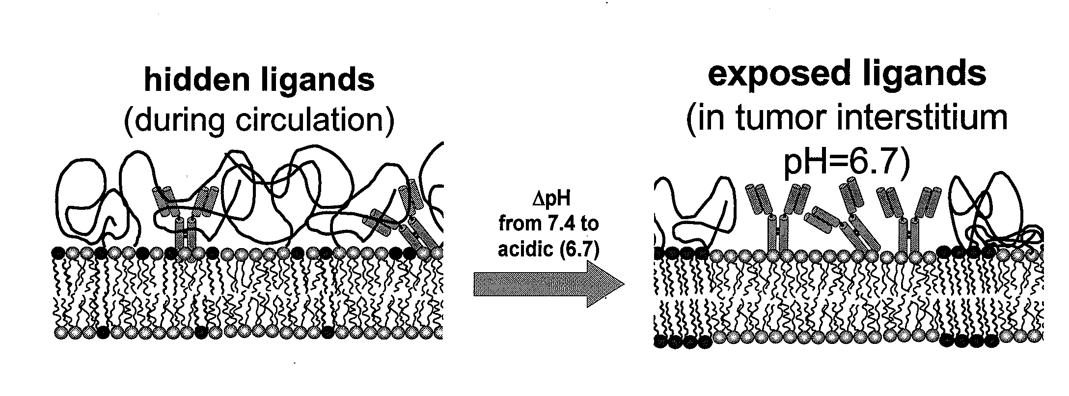 Ph sensitive liposome compositions for controlling surface topography and binding reactivity in functionalized liposomes