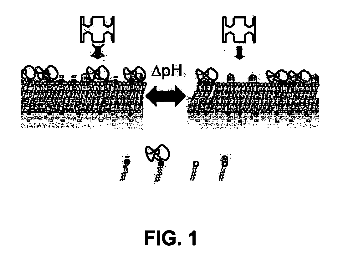 Ph sensitive liposome compositions for controlling surface topography and binding reactivity in functionalized liposomes