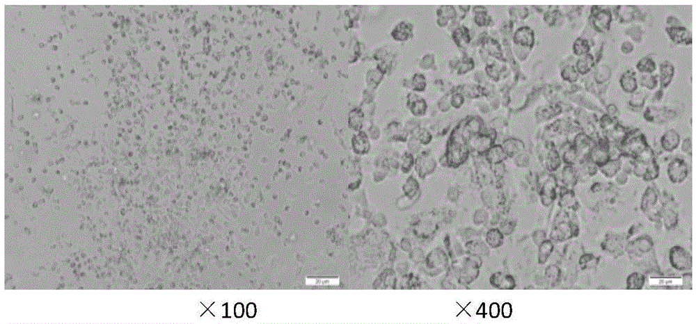 New application of CD133 plasmid