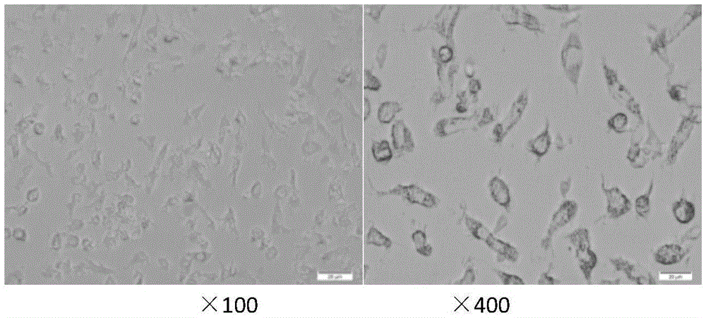 New application of CD133 plasmid