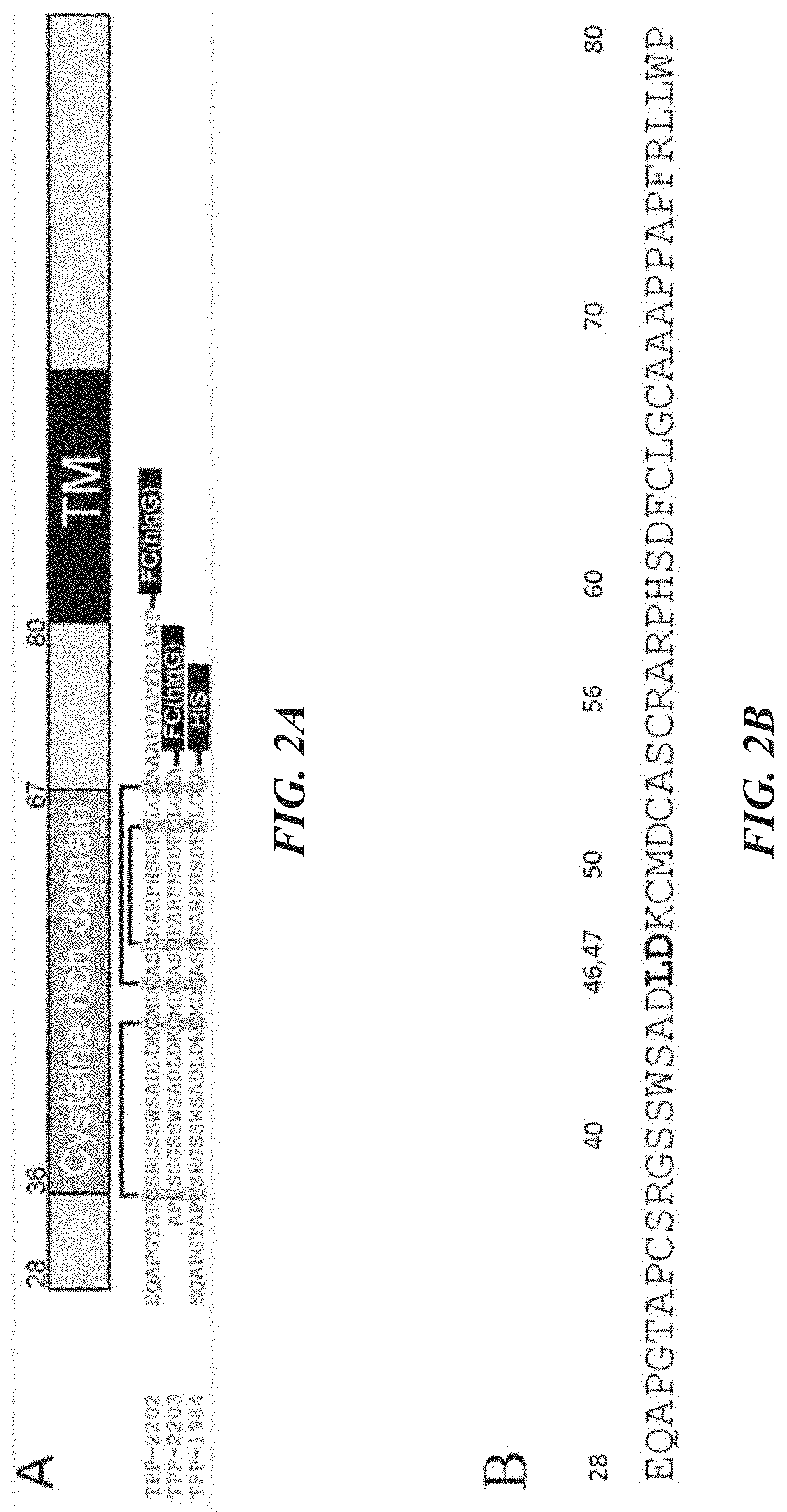 Site specific homogeneous with KSP inhibitors