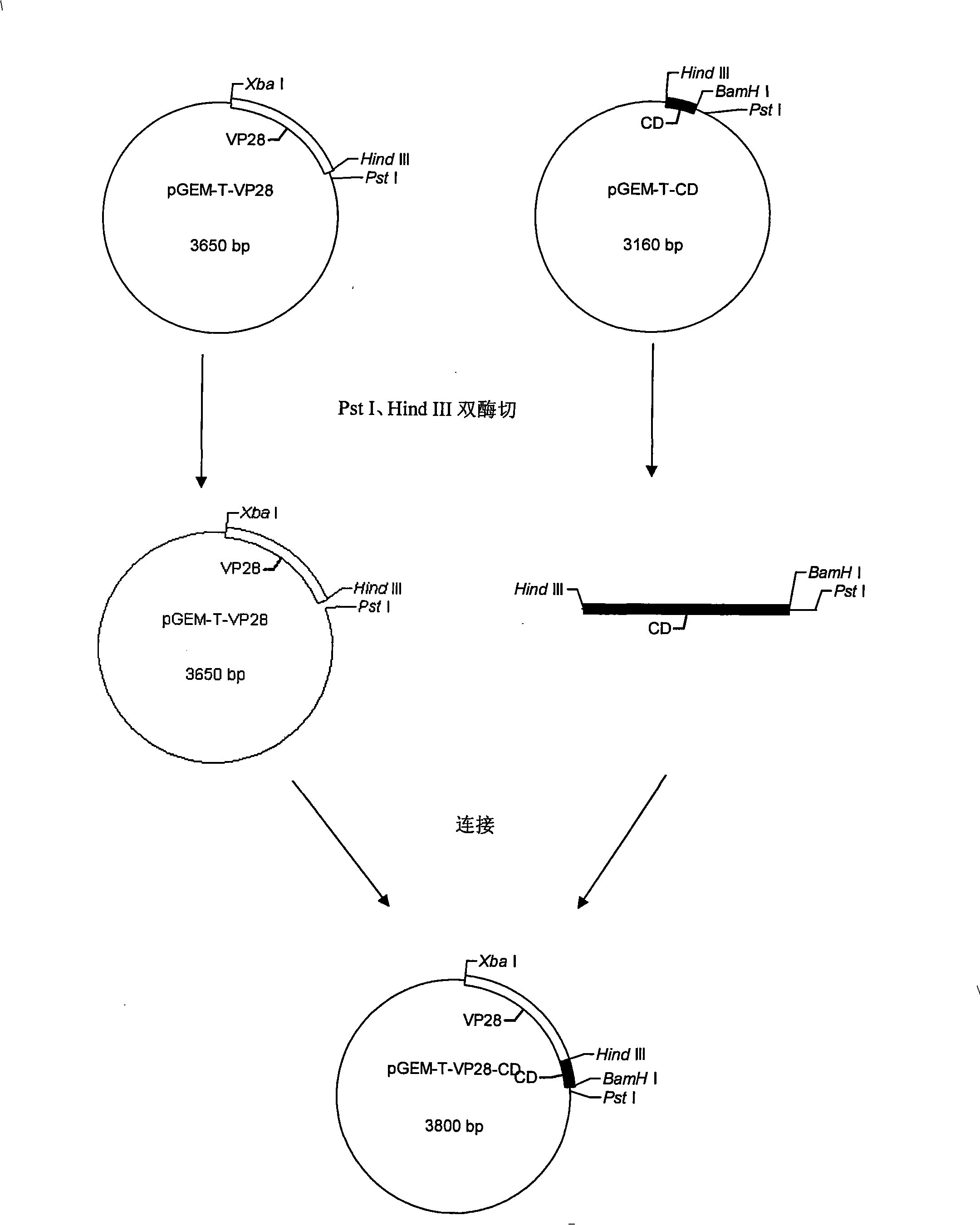 Anti-shrimp white spot syndrome virus recombined bacterium typhosum strain, preparation and uses thereof