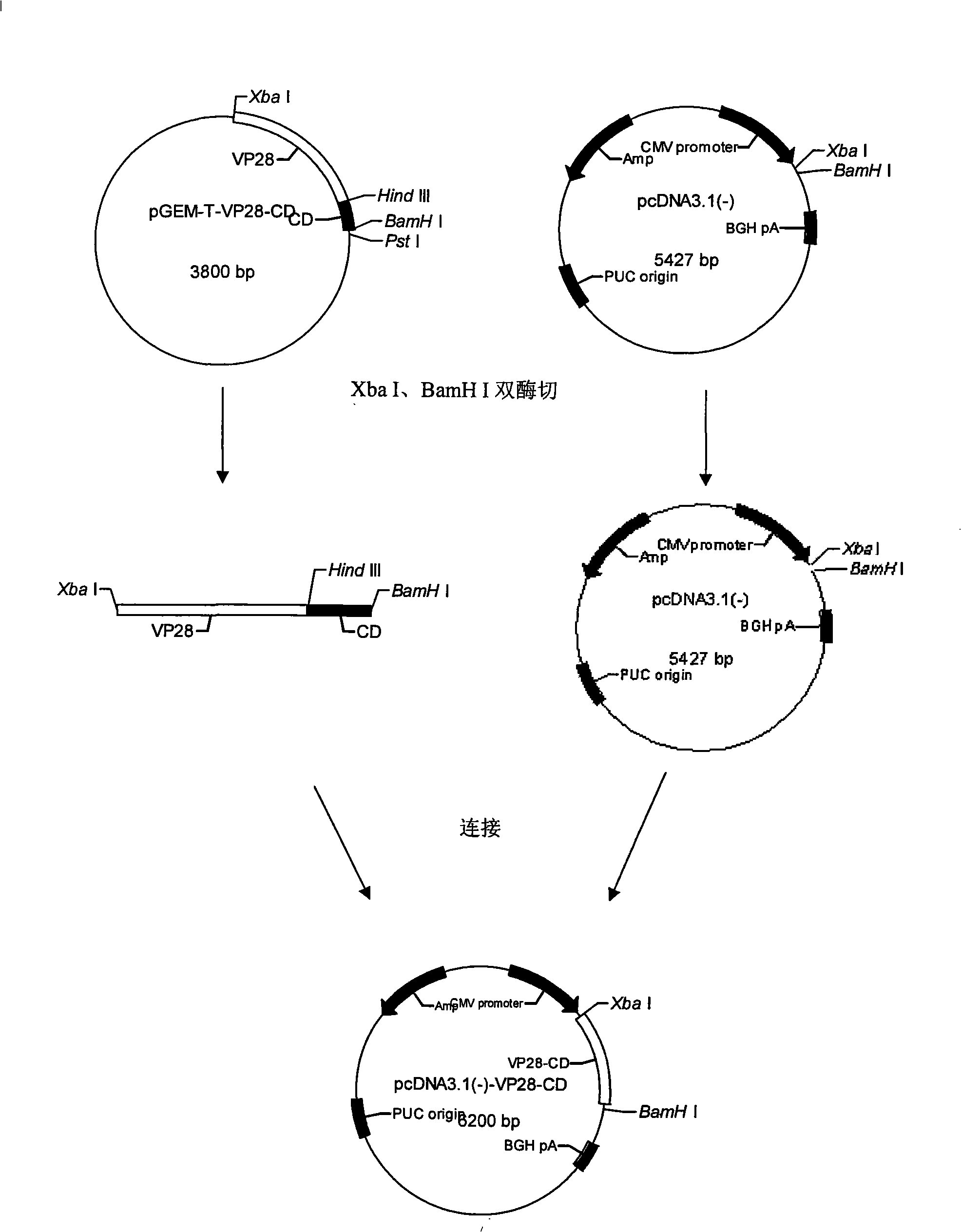 Anti-shrimp white spot syndrome virus recombined bacterium typhosum strain, preparation and uses thereof