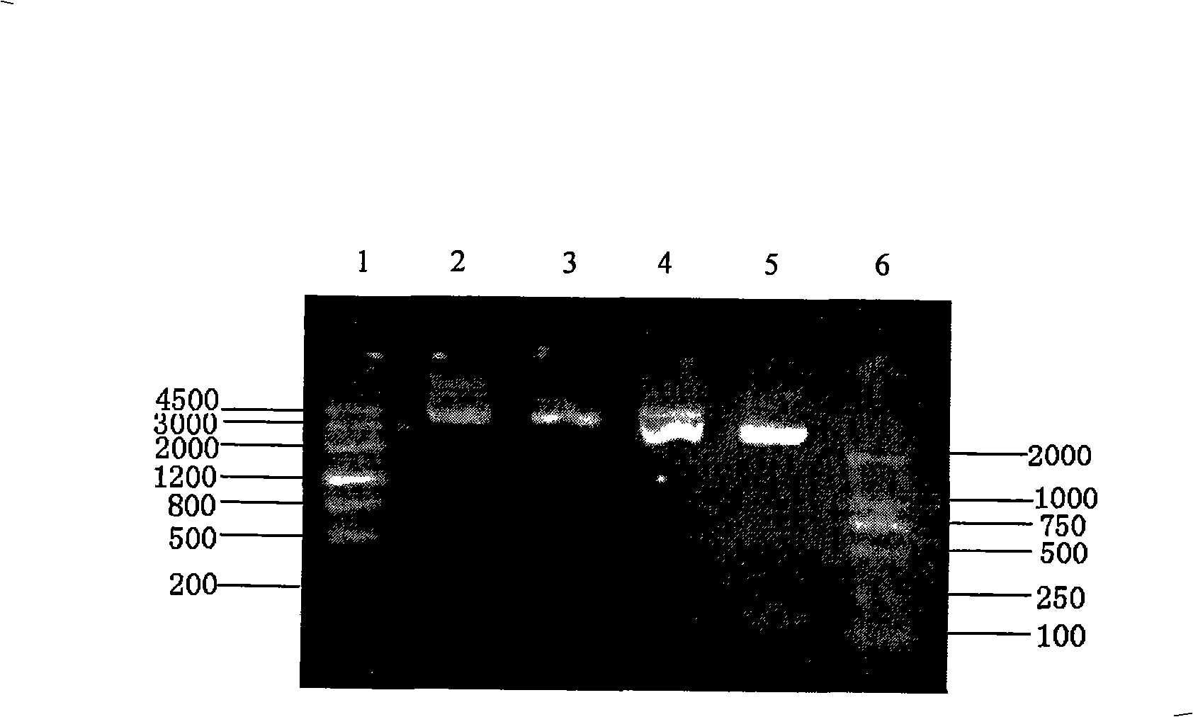 Anti-shrimp white spot syndrome virus recombined bacterium typhosum strain, preparation and uses thereof