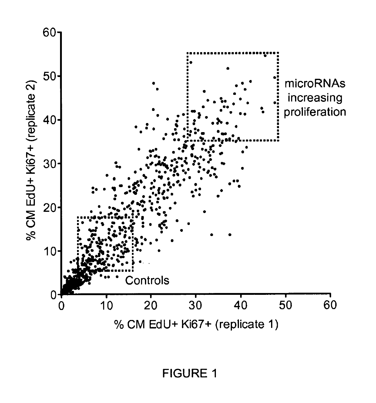 MicroRNAs for cardiac regeneration through induction of cardiac myocyte proliferation