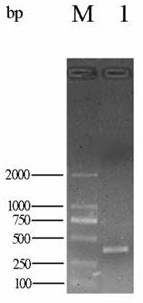 Cryptosporidium parvum Cp15 recombinant invasive lactic acid bacteria live vector vaccine