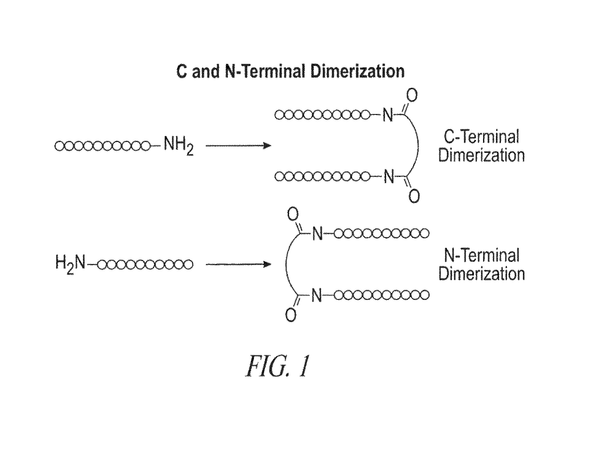 A4B7 peptide monomer and dimer antagonists