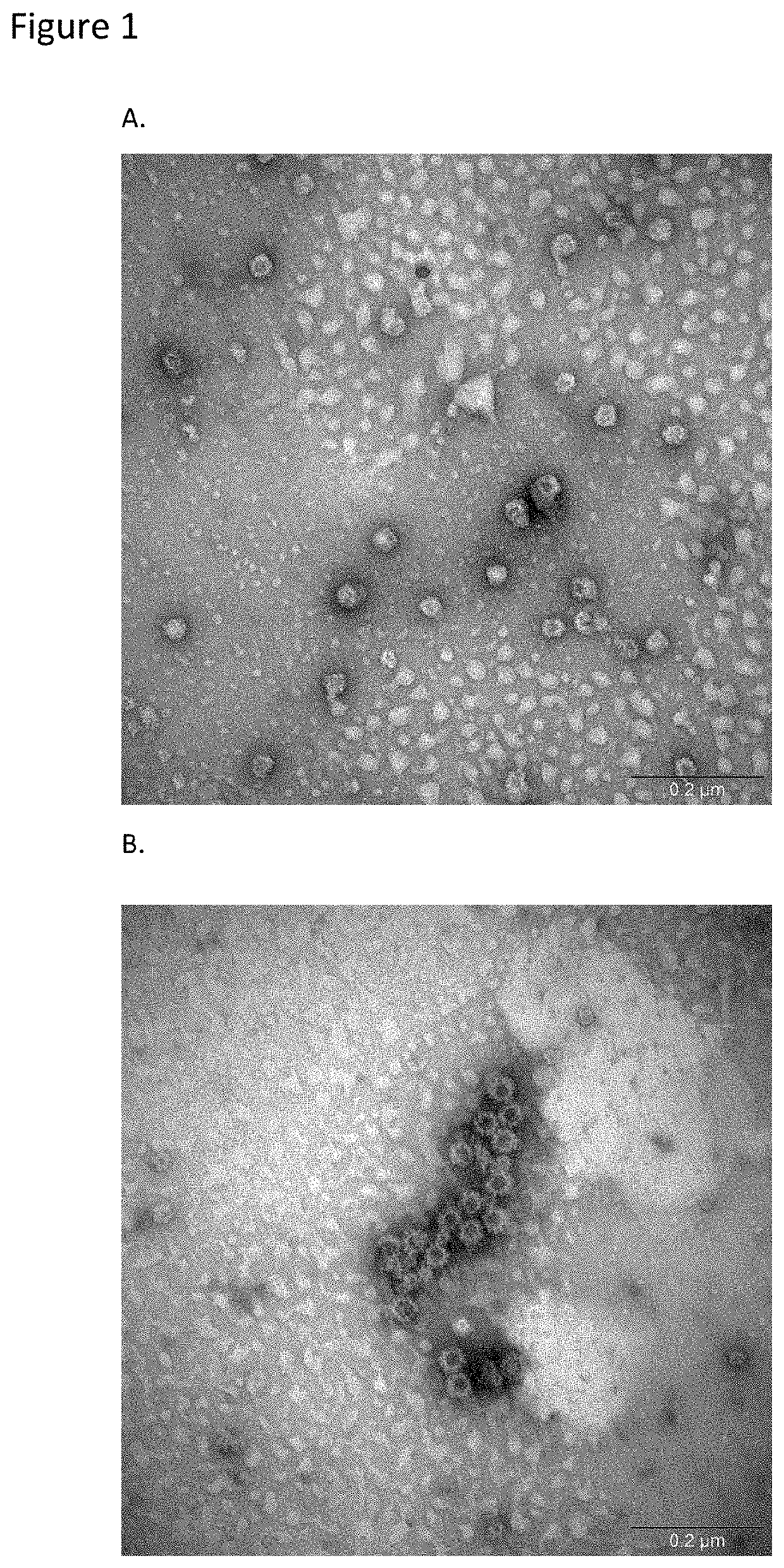 Norovirus vaccine