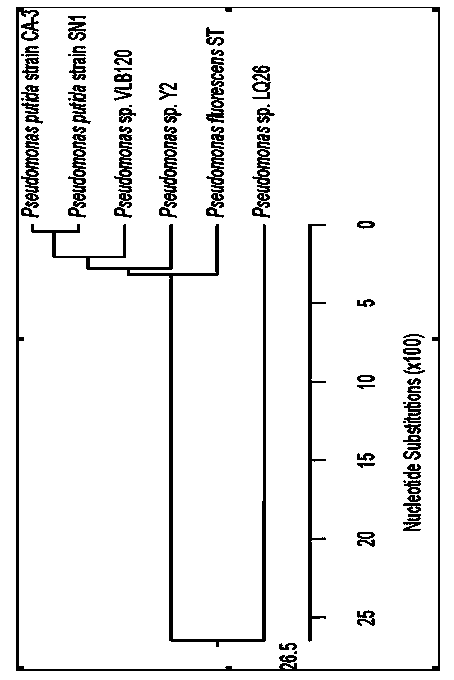 Styrene cyclooxygenase gene and application thereof