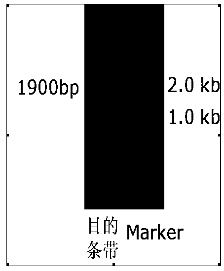 Styrene cyclooxygenase gene and application thereof