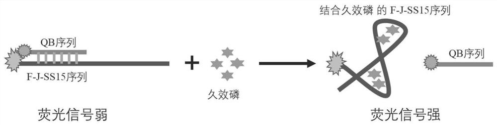 Moncrotophos nucleic acid aptamer, aptamer derivative and application thereof