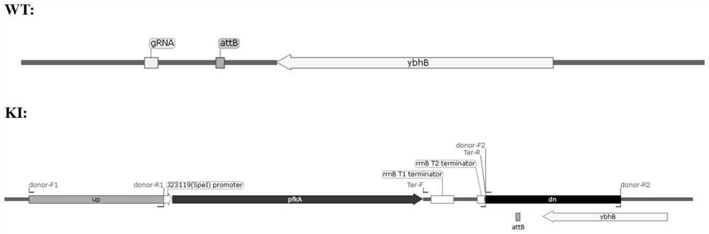 Recombinant escherichia coli and hydrogen production application