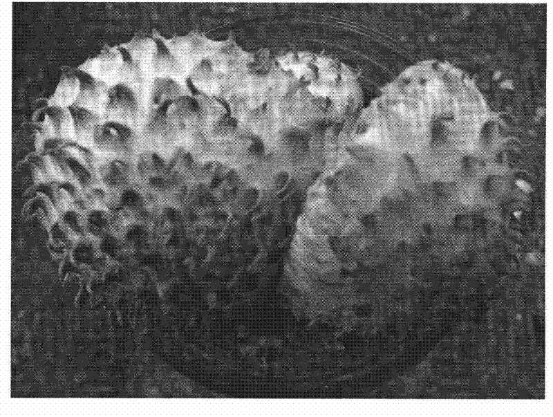 Method for separating, domesticating and cultivating wild Pholiota squarrosa strain