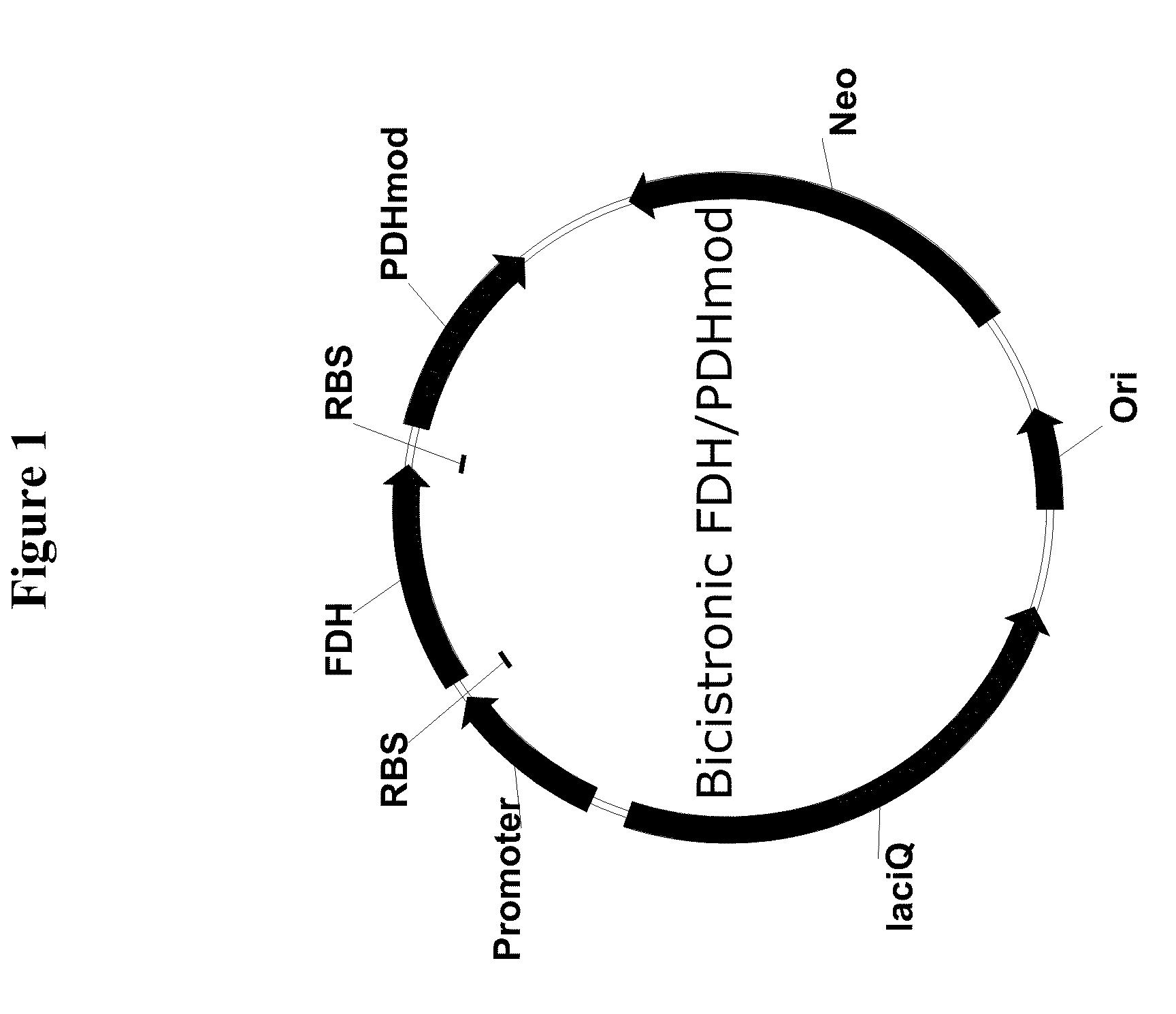 Genetically Stable Plasmid Expressing PDH and FDH Enzymes