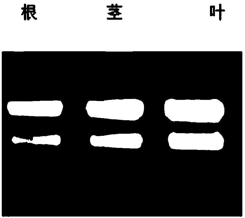 Sugarcane monosaccharide transport protein ShHXT2 gene and application thereof