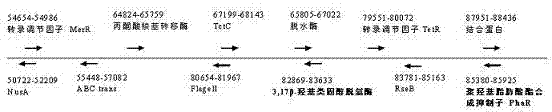 Genetically engineered bacterium for rapidly degrading methyltestosterone and application thereof