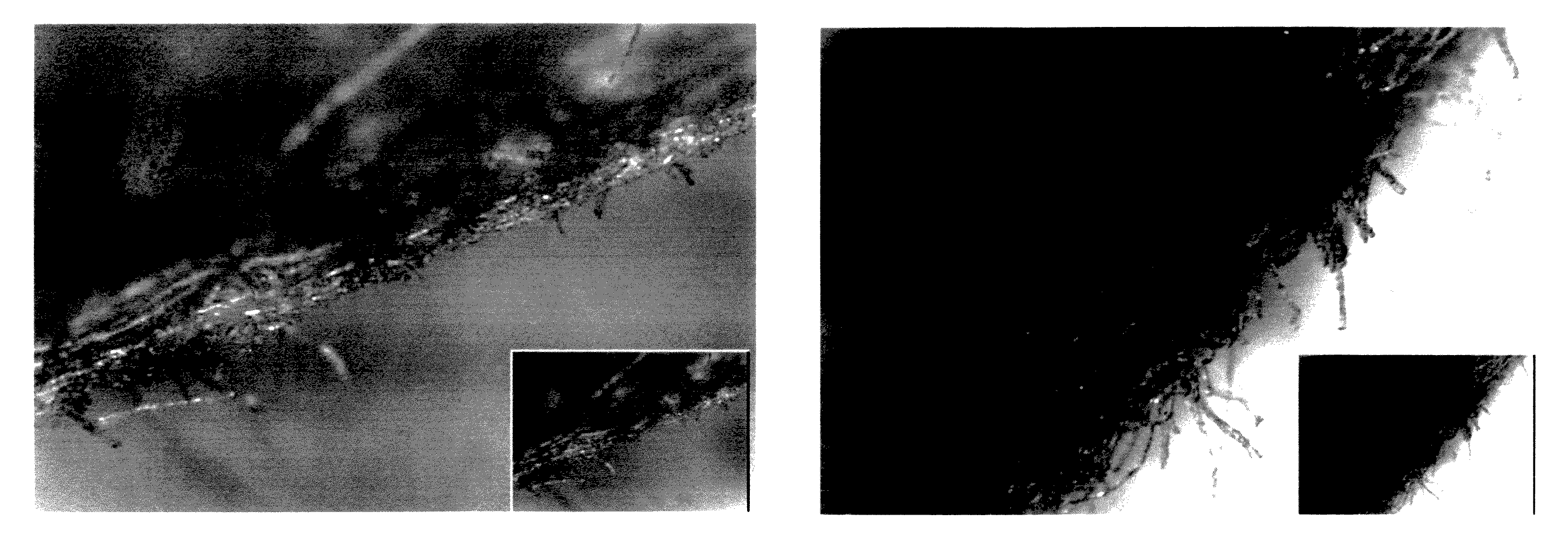 Process for producing polyvinyl alcohol articles