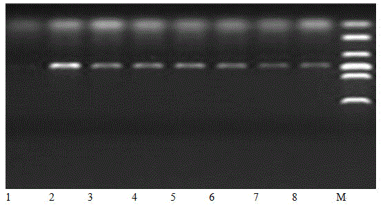 Application of hydrogen ion transport inorganic pyrophosphatase gene expression difference on salt tolerance of tomatoes