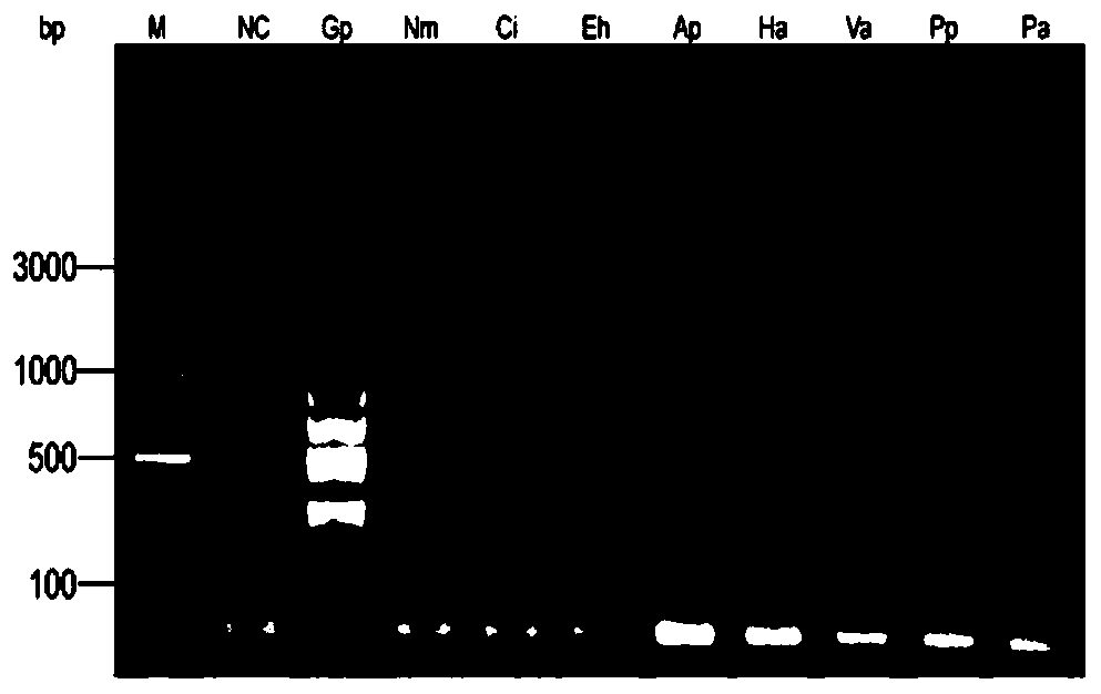 Primer and probe sequences for LAMP-LFD detection of Plecoglossus altivelis glugeasis