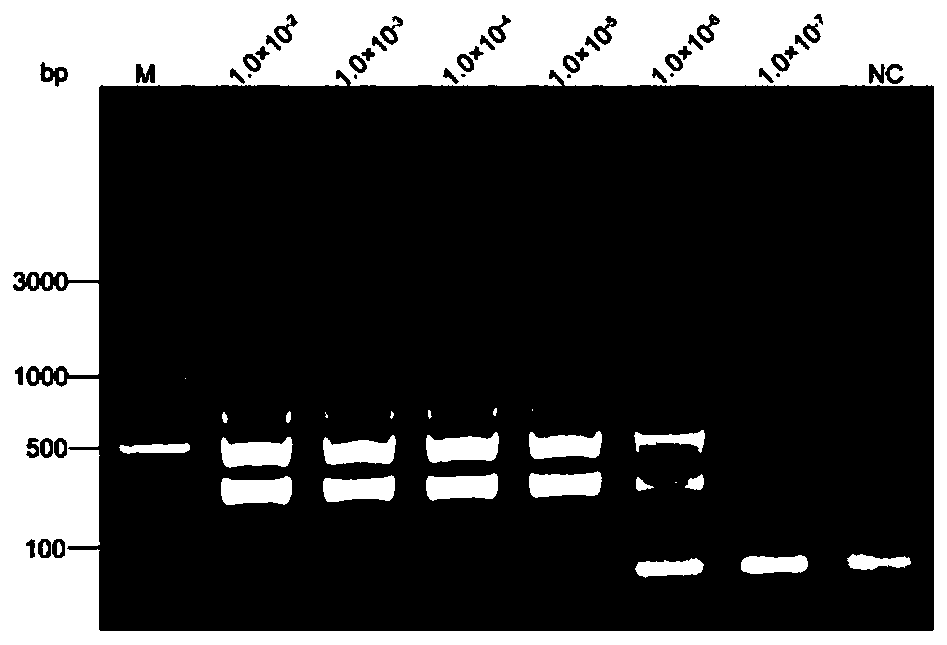 Primer and probe sequences for LAMP-LFD detection of Plecoglossus altivelis glugeasis