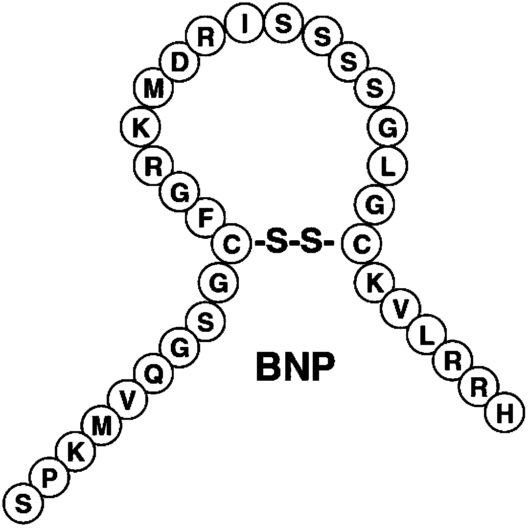 Novel natriuretic peptide, preparation method and applications thereof in preparation of genetic engineering drugs