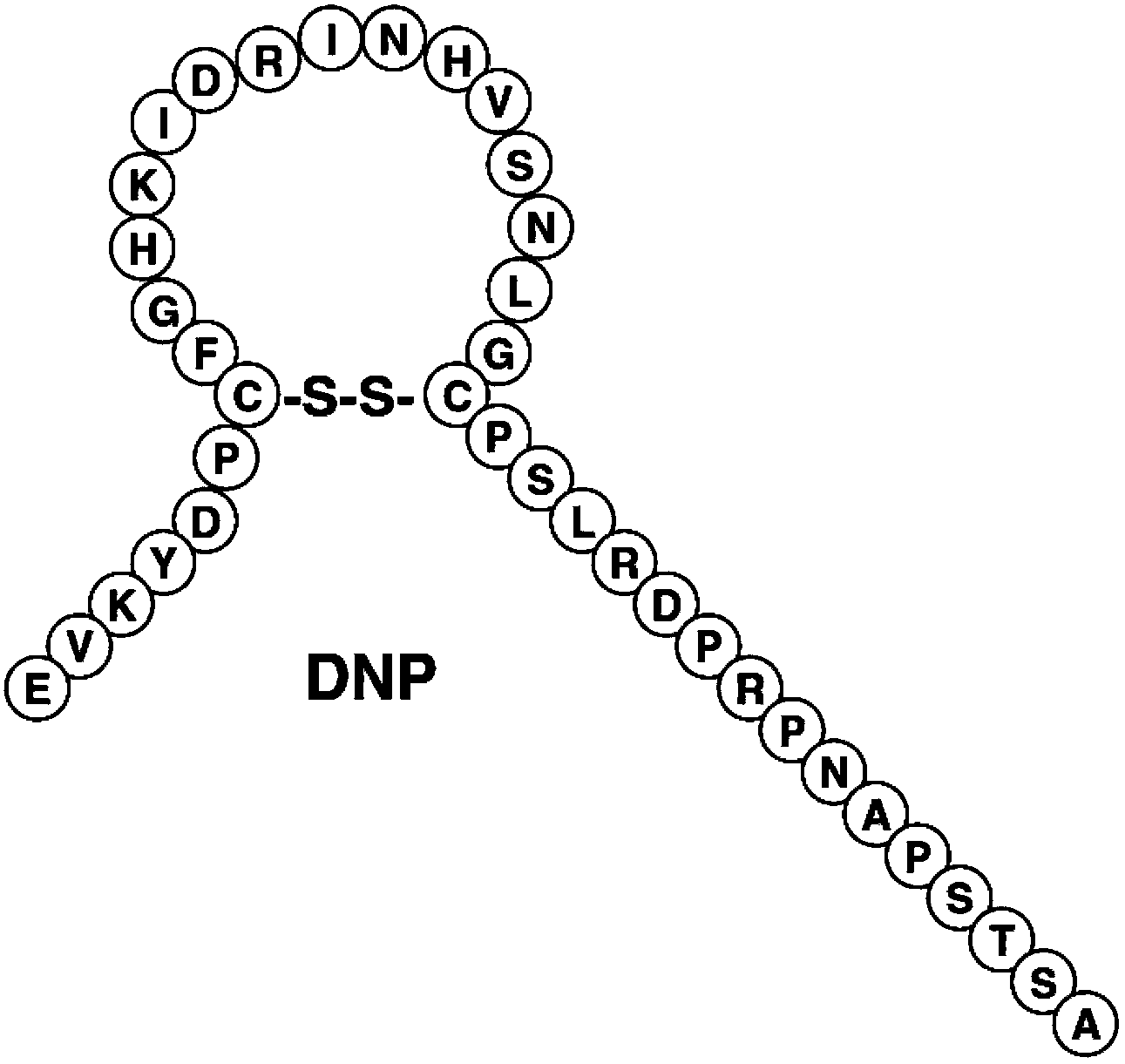 Novel natriuretic peptide, preparation method and applications thereof in preparation of genetic engineering drugs