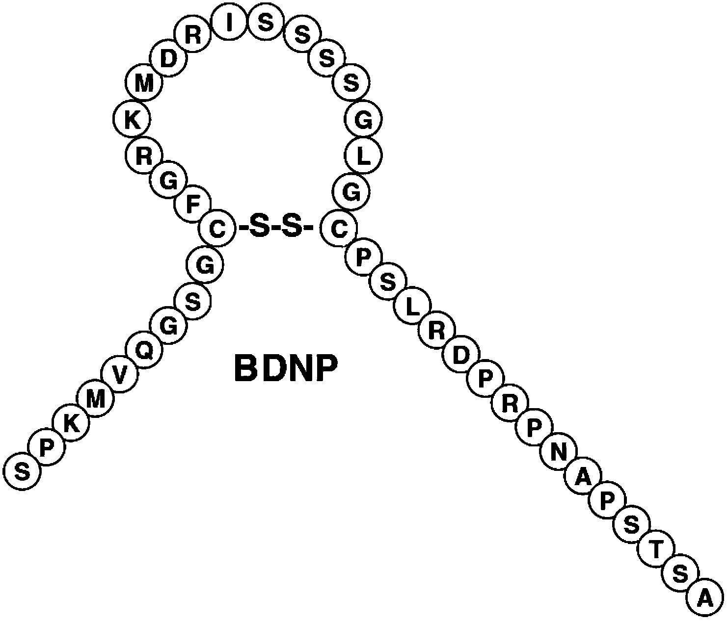 Novel natriuretic peptide, preparation method and applications thereof in preparation of genetic engineering drugs