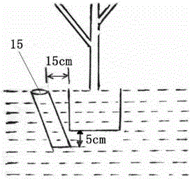 A kind of cultivation method that promotes sandalwood's early maturity and high yield