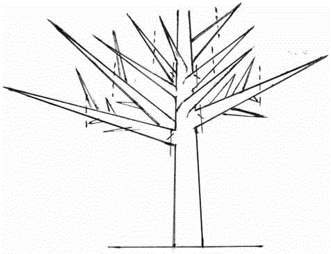 A kind of cultivation method that promotes sandalwood's early maturity and high yield