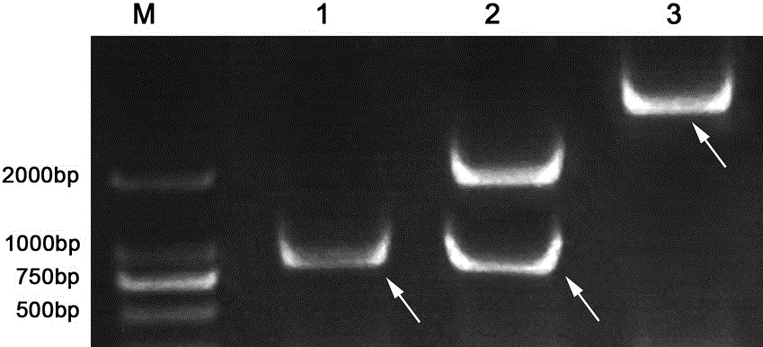 Novel plant salt-resistant gene ZmDUF1644, and expression vector and application thereof