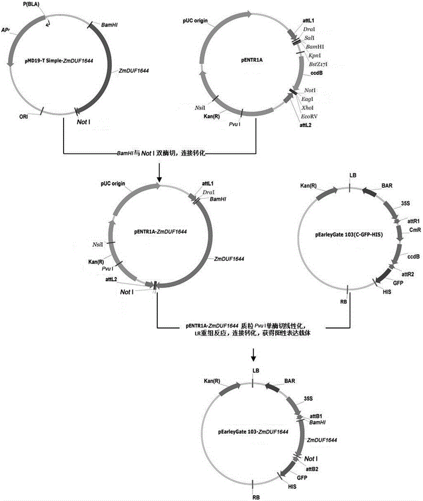 Novel plant salt-resistant gene ZmDUF1644, and expression vector and application thereof