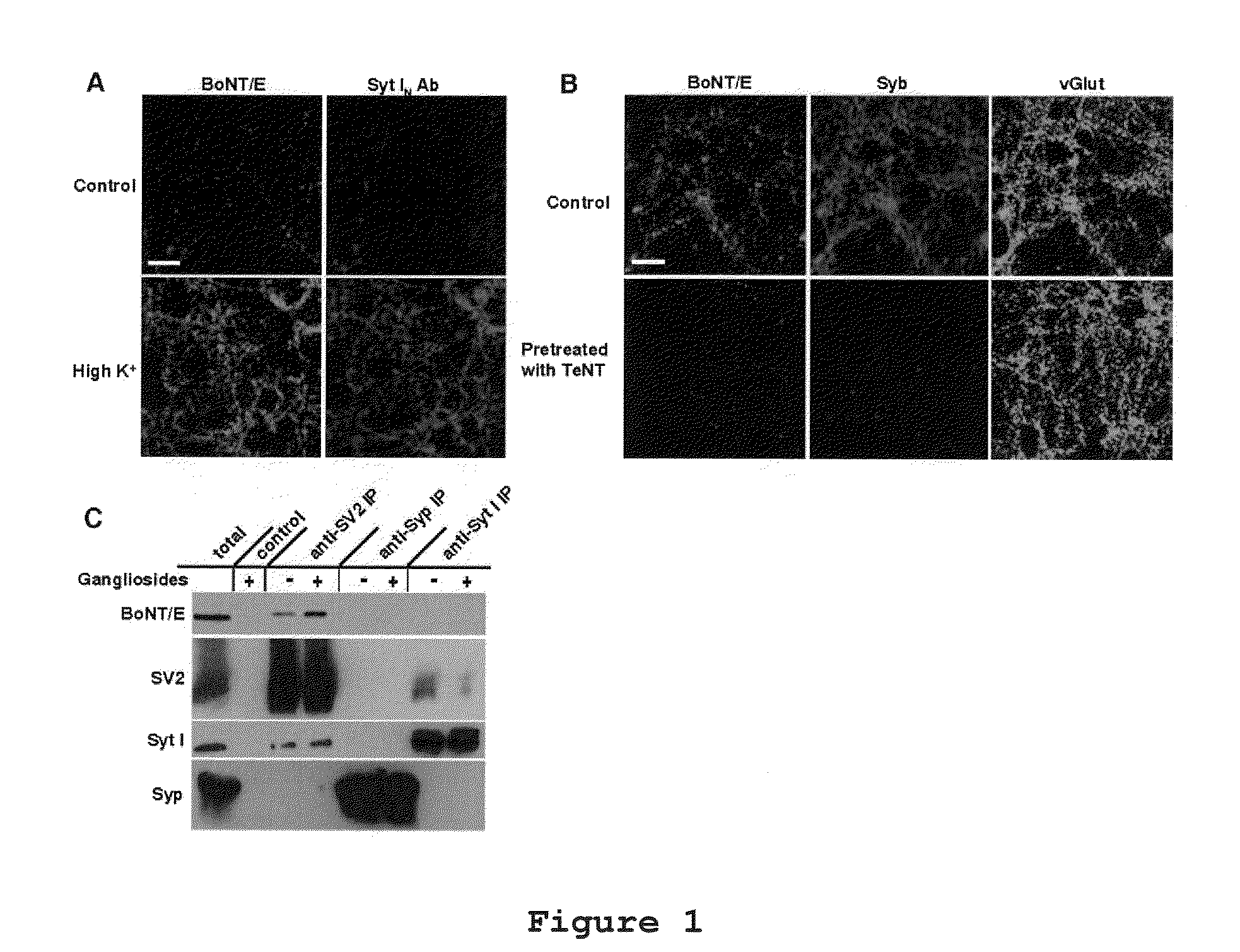 Botulinum neurotoxin e receptors and uses thereof