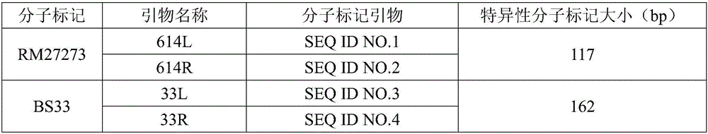 Molecular marker closely interlocked with neck blast resistance gene of paddy rice Jiangnan lateness and application thereof