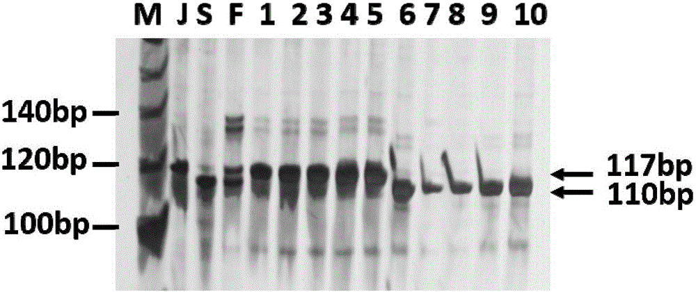 Molecular marker closely interlocked with neck blast resistance gene of paddy rice Jiangnan lateness and application thereof