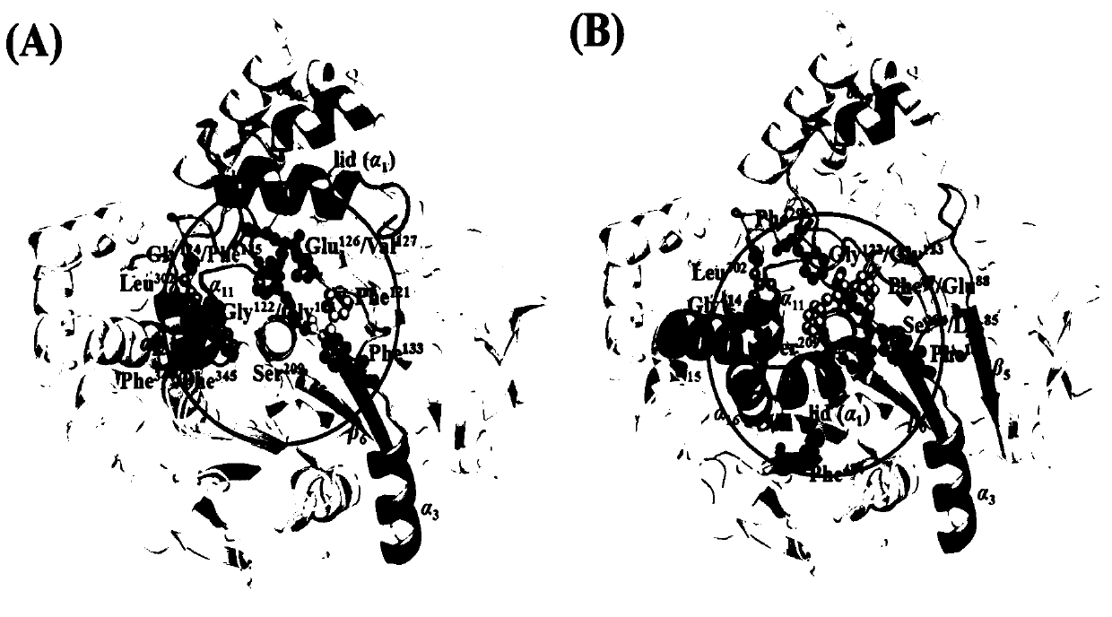 A general strategy to efficiently improve the thermodynamic stability of enzymes