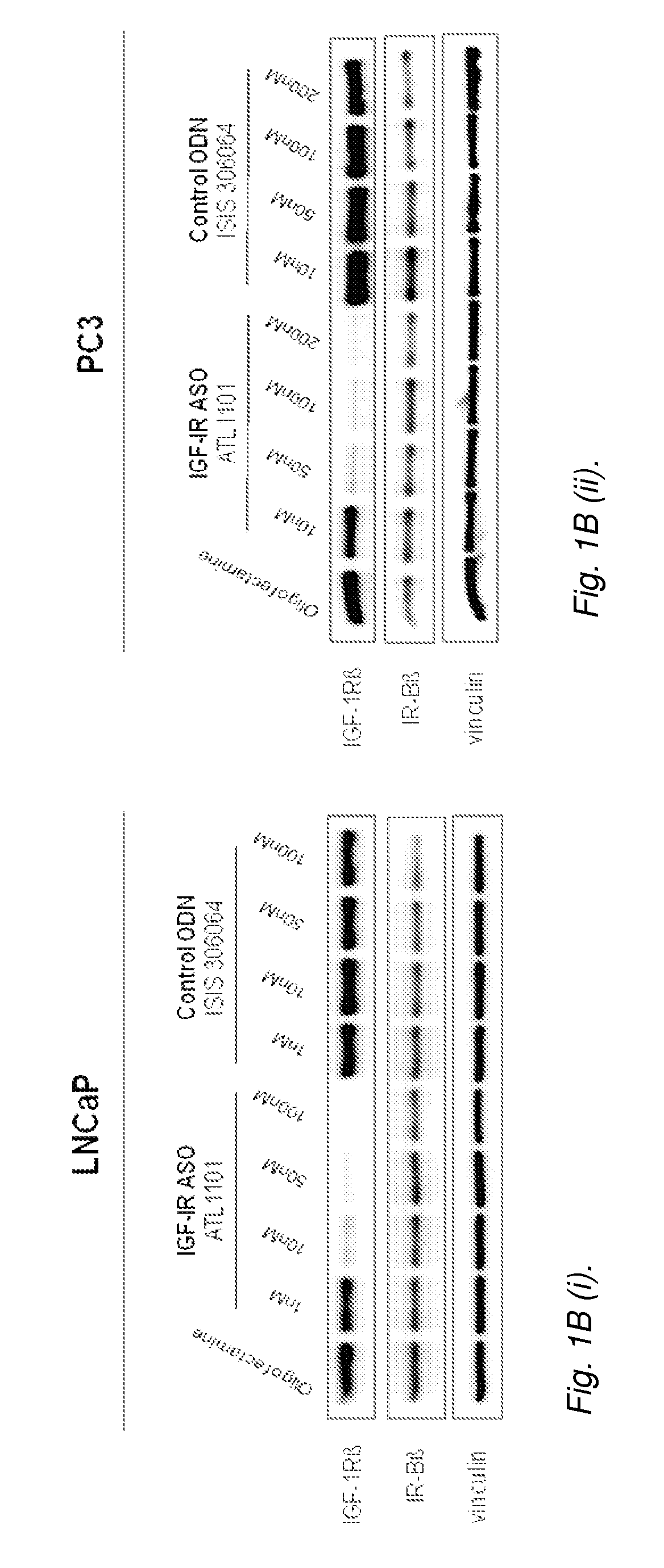 Modulation of Insulin Like Growth Factor I Receptor Expression in Cancer