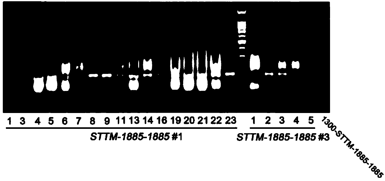 Recombinant vector, preparation method thereof and method for improving turnip mosaic virus resistance and/or yield of vegetable crops