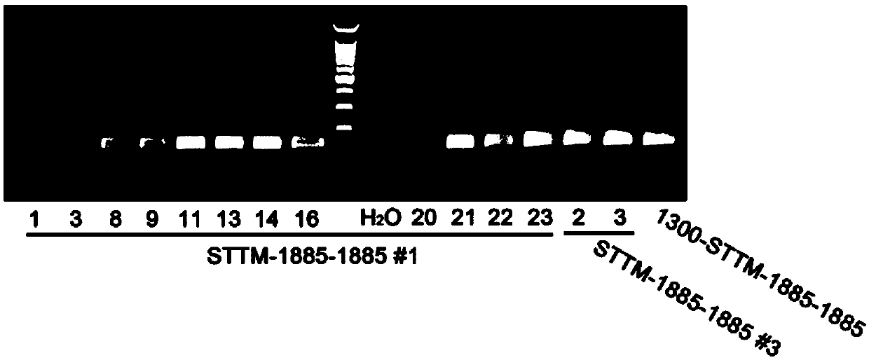 Recombinant vector, preparation method thereof and method for improving turnip mosaic virus resistance and/or yield of vegetable crops