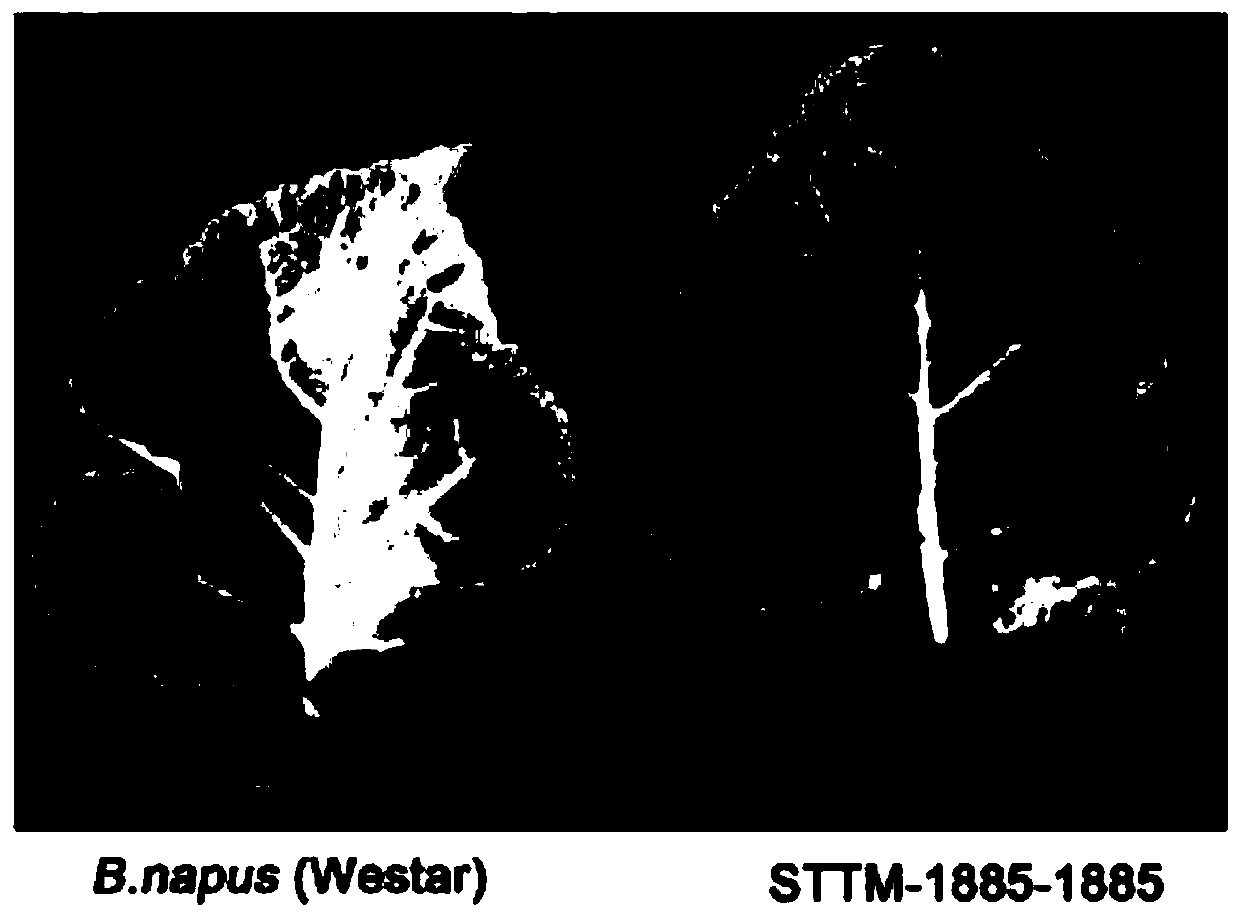 Recombinant vector, preparation method thereof and method for improving turnip mosaic virus resistance and/or yield of vegetable crops