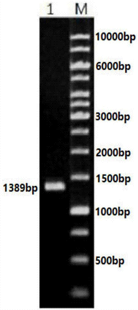 Flavin monooxygenase mutant and preparation method thereof