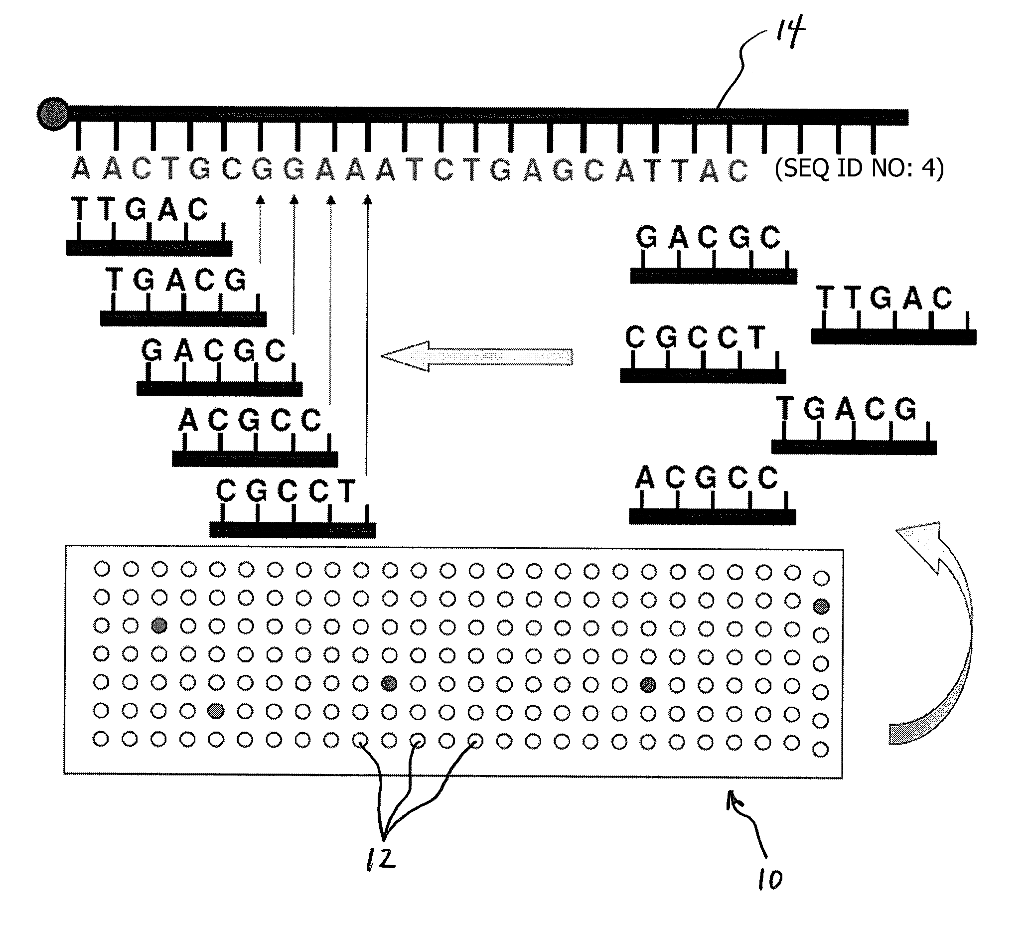 Methods for Sequencing a Biomolecule by Detecting Relative Positions of Hybridized Probes