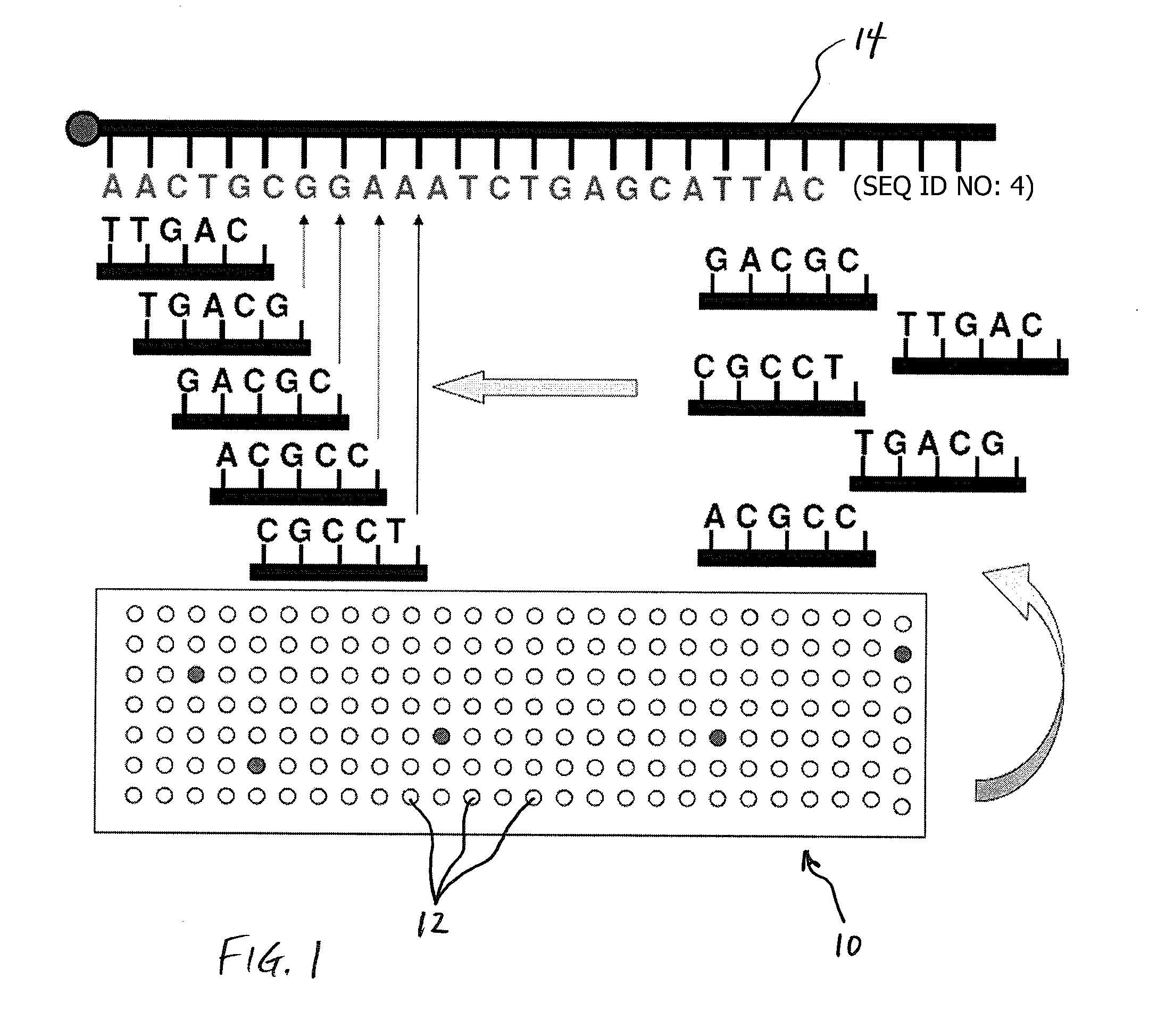 Methods for Sequencing a Biomolecule by Detecting Relative Positions of Hybridized Probes