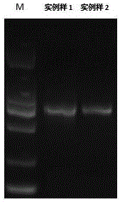 Oral throat swab bacterial metagenome DNA extraction method