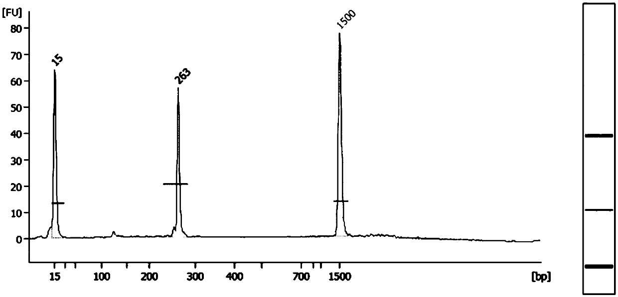 Primer group, kit and library construction method for detecting five bloodstream infection pathogens,