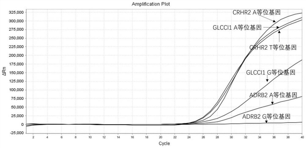 Amplification primer group and probe for asthma individualized medication gene detection, detection kit and use method