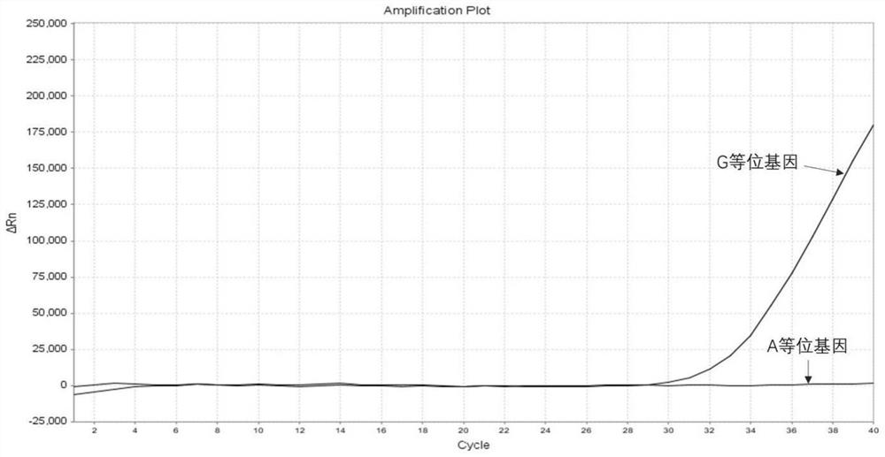 Amplification primer group and probe for asthma individualized medication gene detection, detection kit and use method