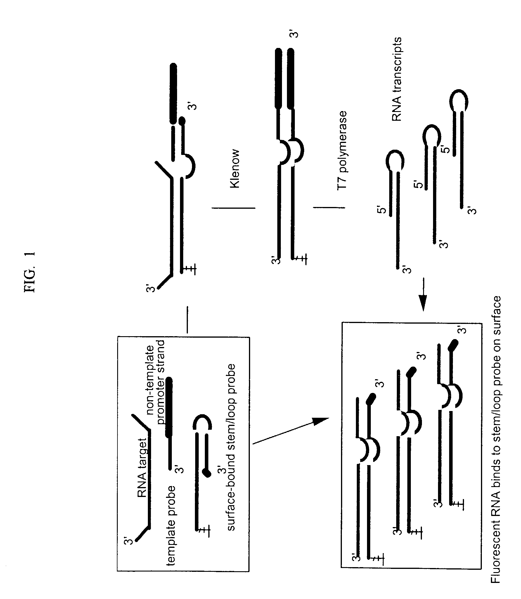 Isothermal amplification in nucleic acid analysis