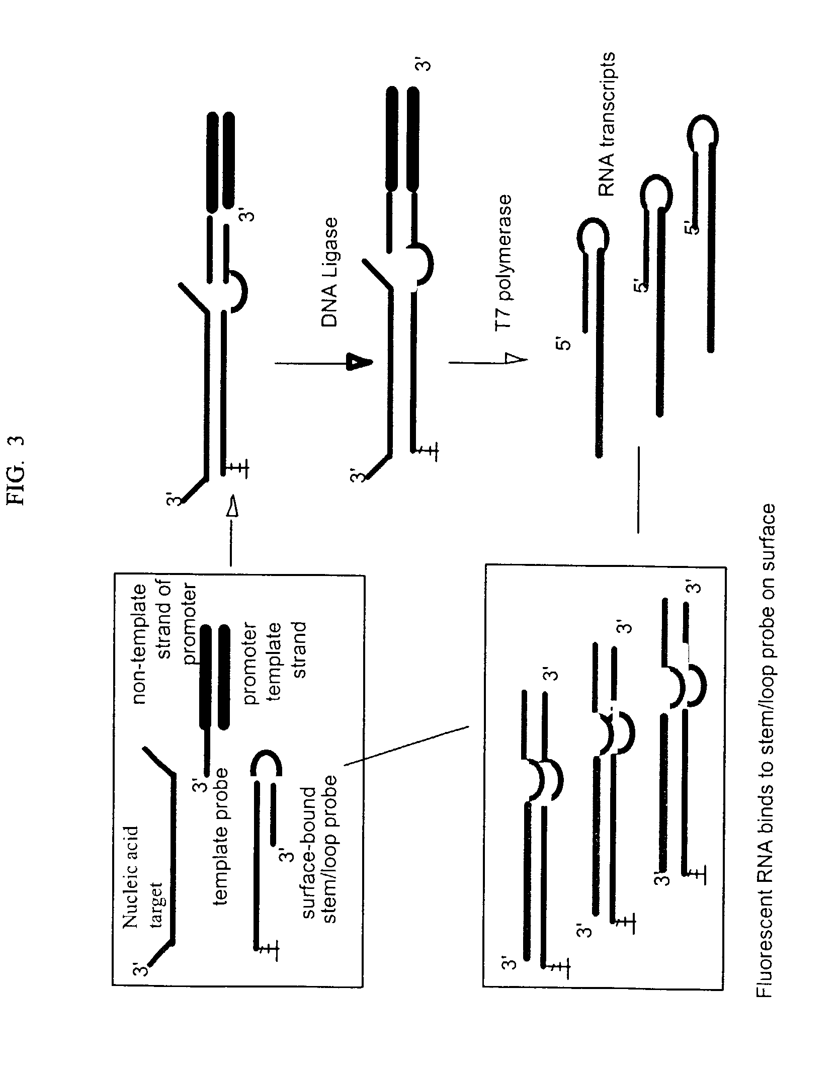 Isothermal amplification in nucleic acid analysis