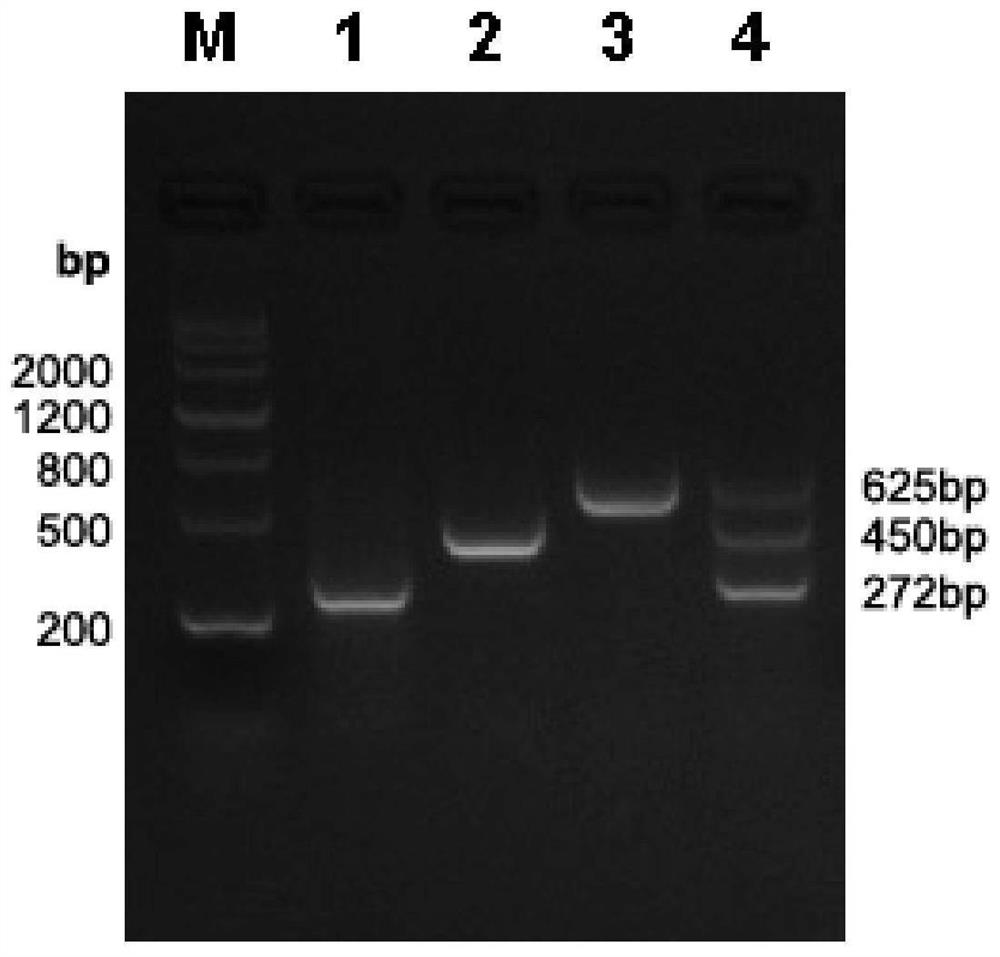 RT-PCR detection kit for GMBFV, PVY and GCLV viruses of garlic