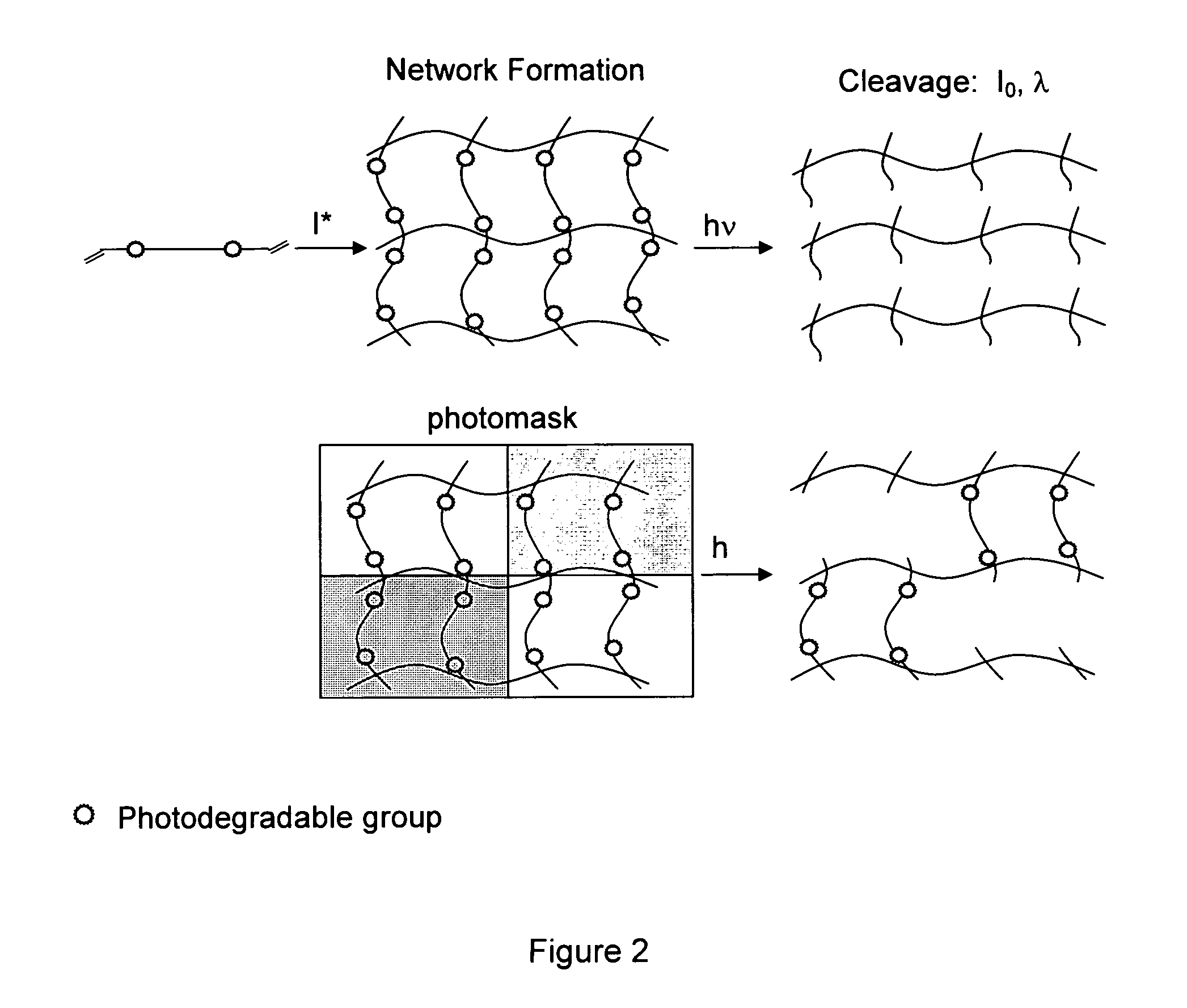 Photodegradable groups for tunable polymeric materials